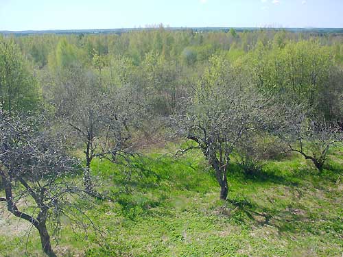 The orchard in early spring and a view on Lake Kyyvesi.