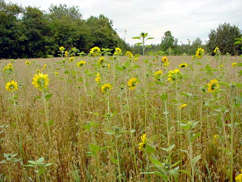 The field at the back yard at the end of the summer.