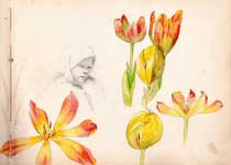 Anna Sahlst�n sketch, tulips with portrait of a child.